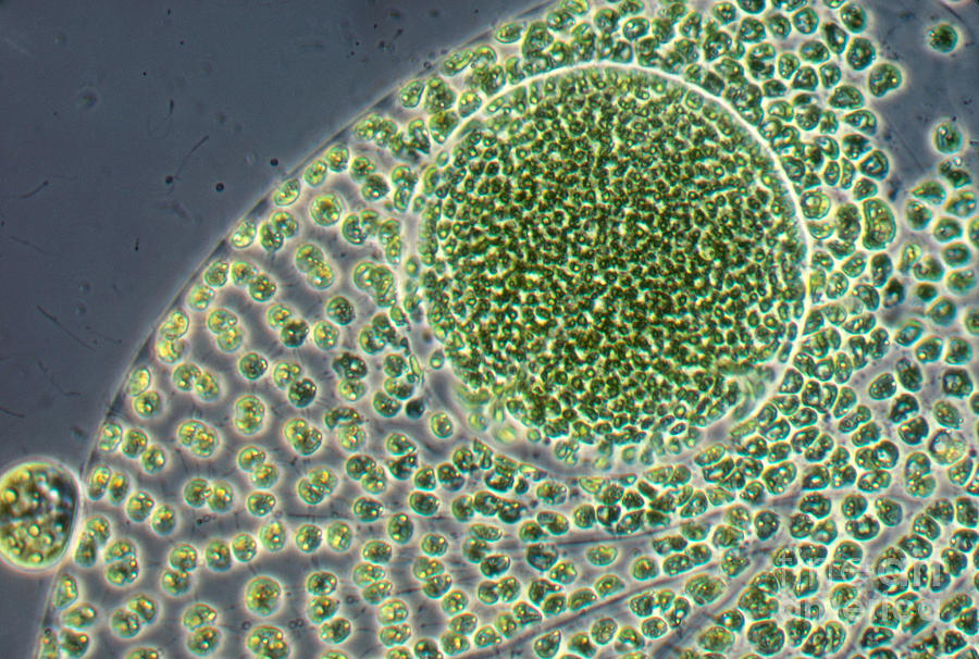  Volvox  Alga Photograph by Biology Pics