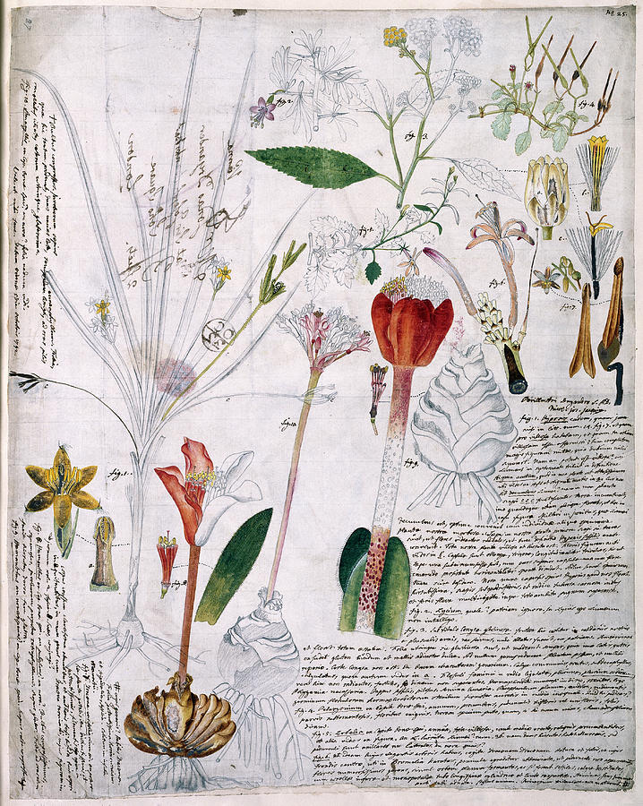 Von Jacquin Botanical Notes Photograph by Natural History Museum, London