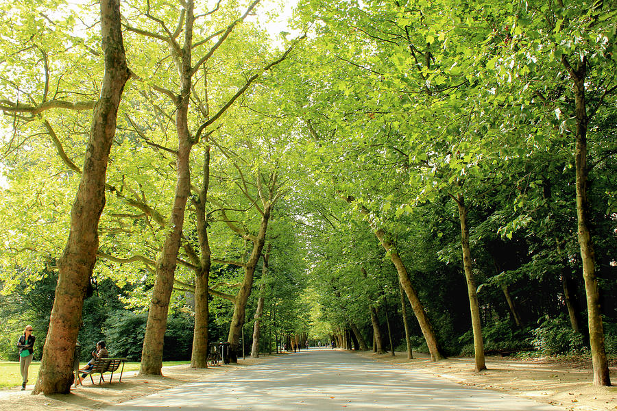 Vondelpark Photograph by Jon Cotroneo | Fine Art America