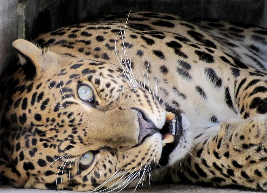 VooDoo the Leopard Photograph by Keith Stokes
