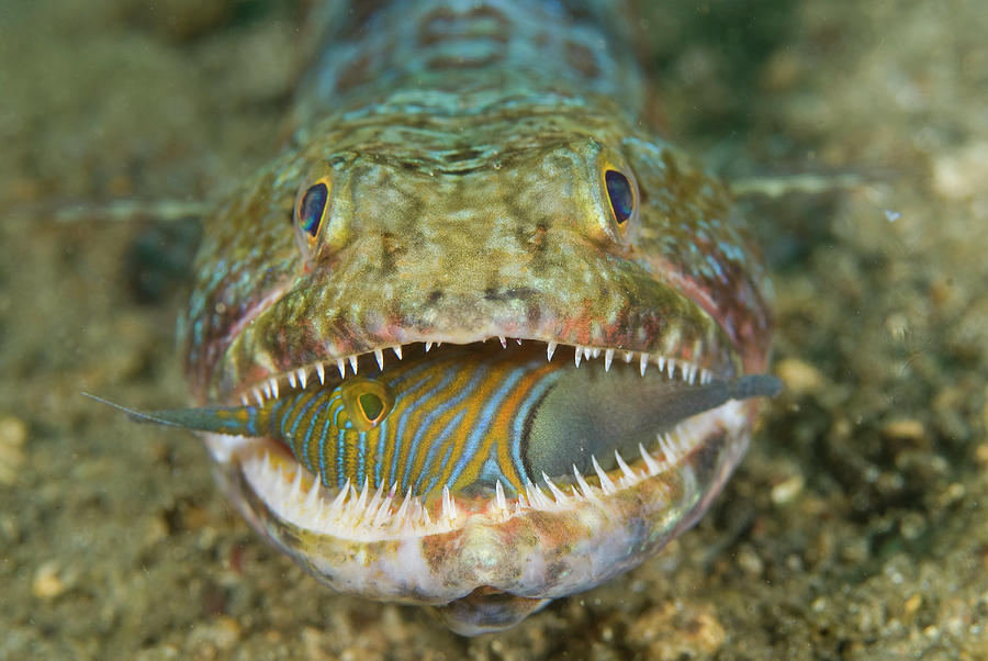 Nature Photograph - Voracious Lizardfish Predator by Jaynes Gallery