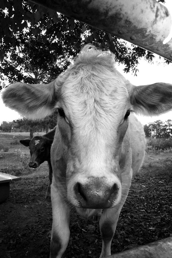 Cow #1 Photograph by Kelly Hazel