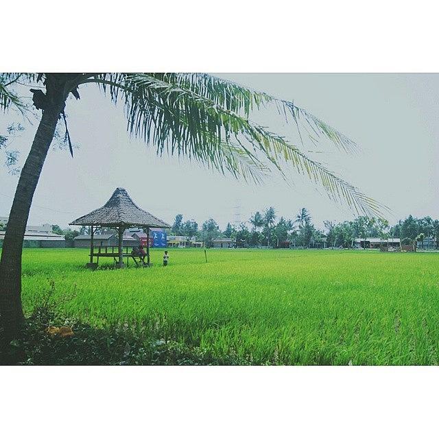 Vsco Photograph - #vsco #pictoftheday #rice #field by Ridwan Adi