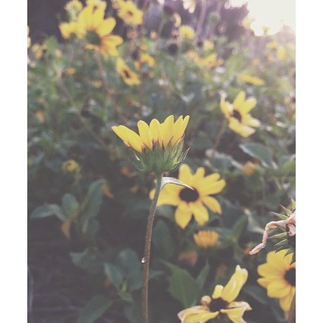 Flower Photograph - #vsco #sunflowers #beachsunflowers by Jennifer Campbell