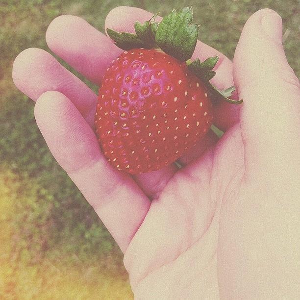 Strawberry Photograph - #vscocam #altphoto #strawberry by G C