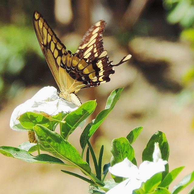 Butterfly Photograph - #vscocam #nikonp520 #nikonphoto by Rodrigo Felix Pereira
