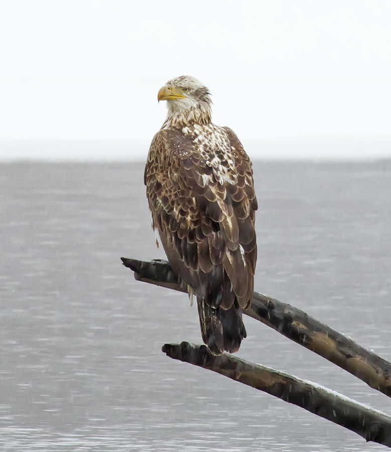 VT Bald Eagle on River Snag Photograph by John Vose
