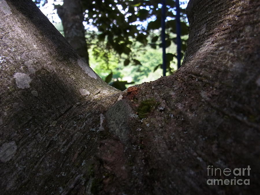 Tree Photograph - Vulnerable Place by Agnieszka Ledwon