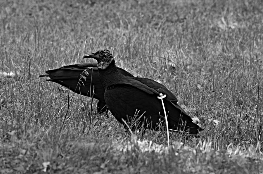 Black And White Photograph - Vulture  by Ally  White