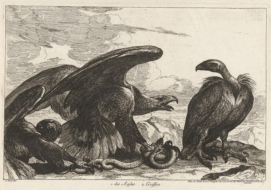 Eagle Drawing - Vulture And An Eagle With Snake, Grard Scotin by G?rard Scotin (i)