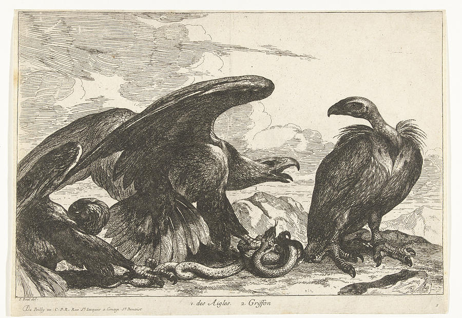 Vulture And An Eagle With Snake, Print Maker Peeter Boel Painting by ...