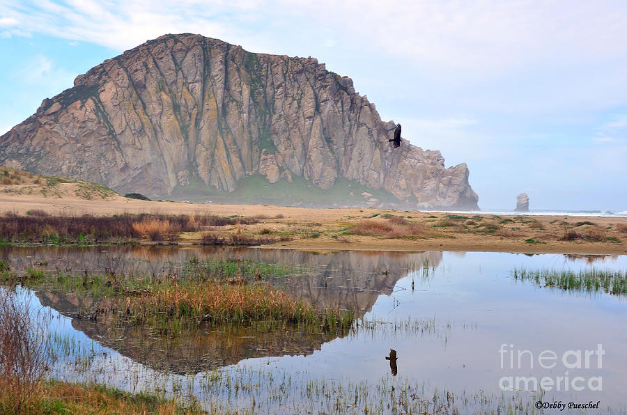 Vulture at Morro Rock Photograph by Debby Pueschel