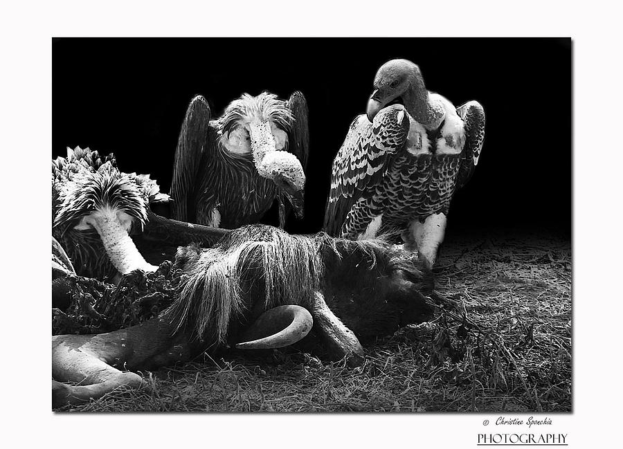 Vulture Photograph by Christine Sponchia