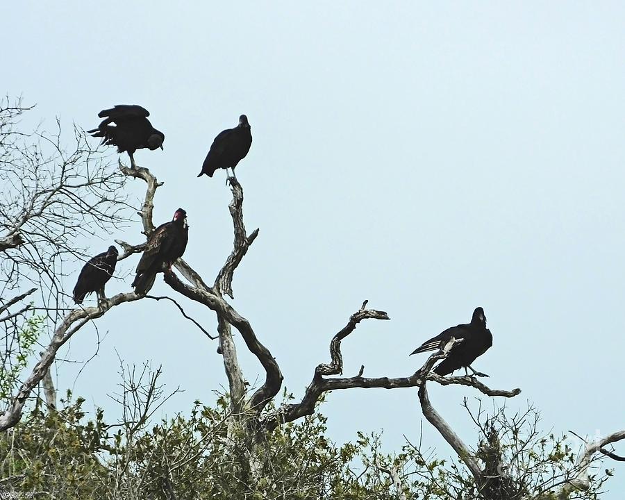 Vulture Club Photograph by Lizi Beard-Ward