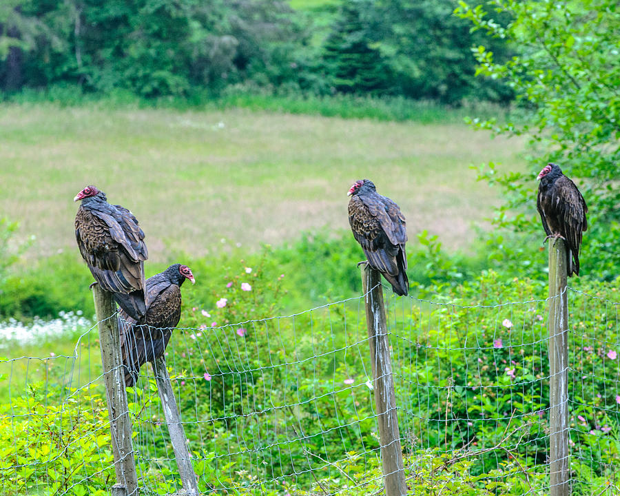 Turkey Vultures Fence Line Salt Spring Island Photograph by Roxy Hurtubise