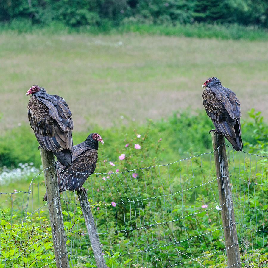 Turkey Vulture Trio Salt Spring Island Photograph by Roxy Hurtubise