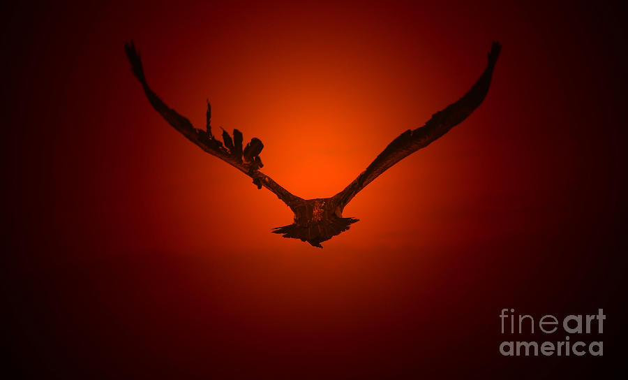 Vulture Flight Into A Golden Sunset Photograph