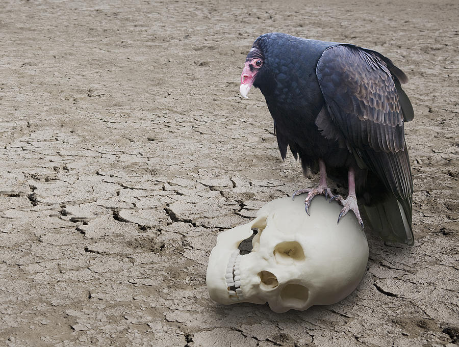 Vulture Guarding Skull Photograph by Deborah Harrison