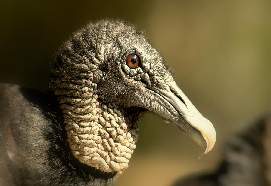 vulture II Photograph by Jeremiah John McBride