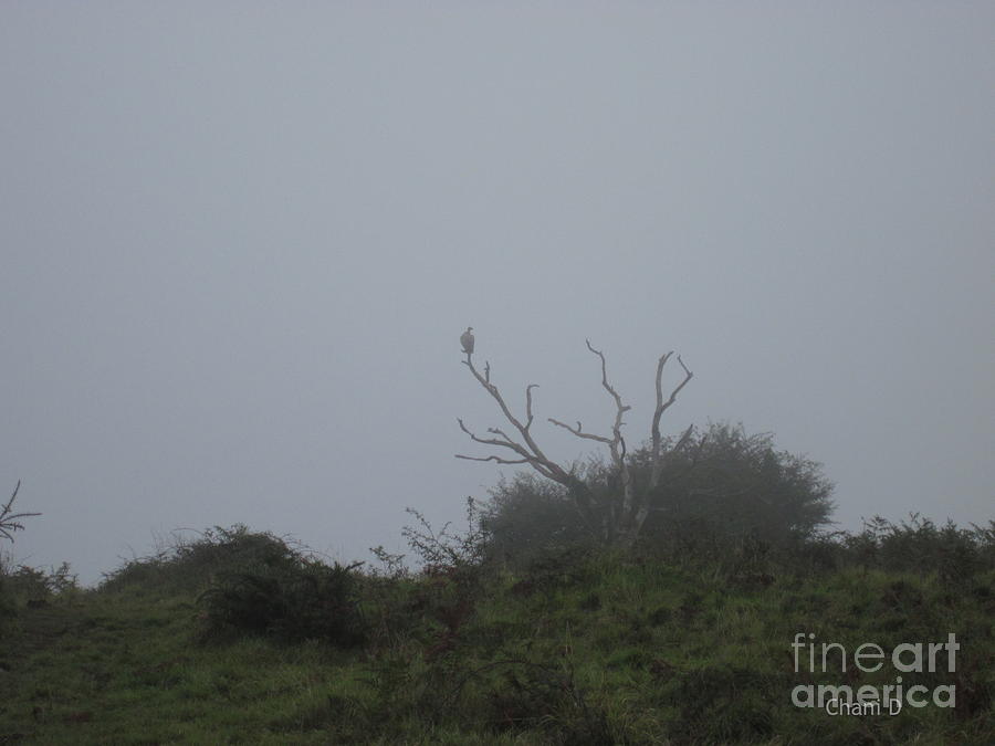 Vulture in the fog Photograph by Chani Demuijlder