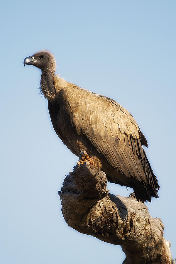 Vulture Photograph By Marco Bertazzoni - Fine Art America