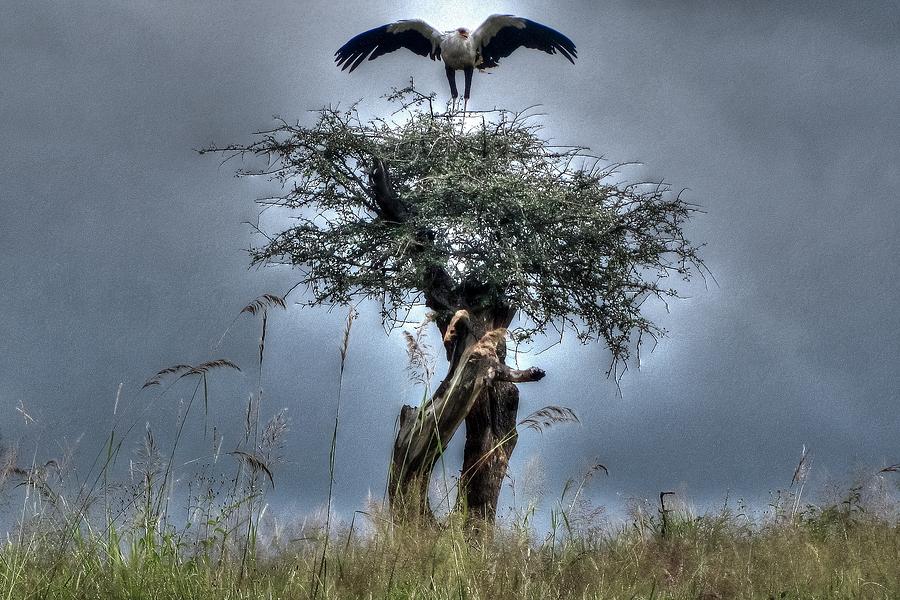 Vulture on an umbrella acacia tree at Masai Mara Game Reserve in Kenya Photograph by Paul James Bannerman