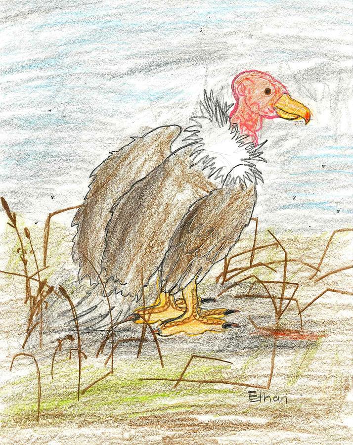 Vulture Drawing by Ethan Chaupiz