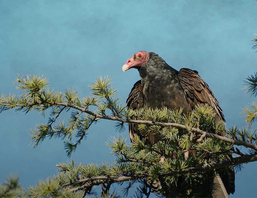 Vulture Photograph - Vulture On Top by Fraida Gutovich
