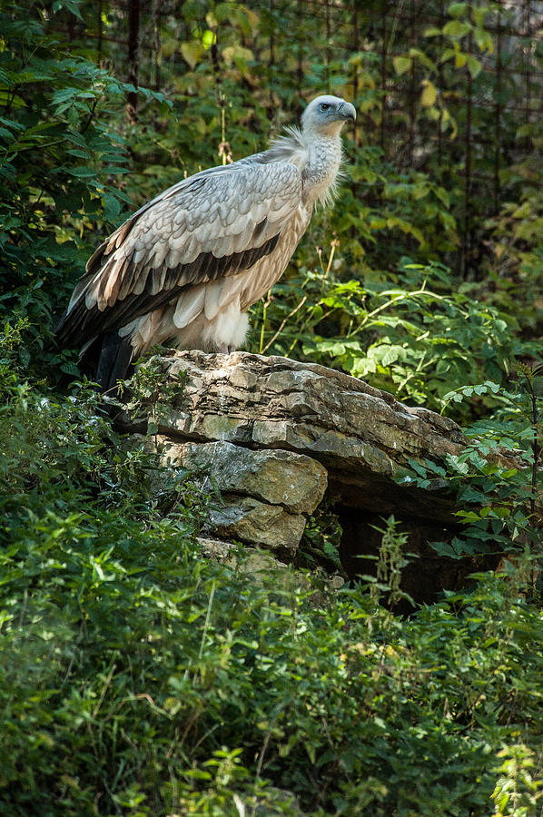 Vulture Photograph by Patrick Boening