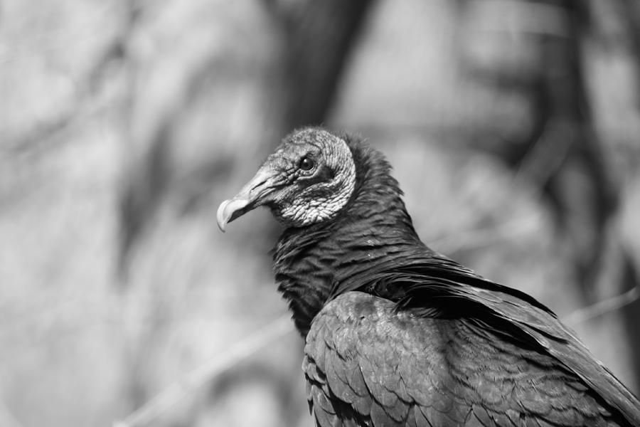 Vulture Photograph