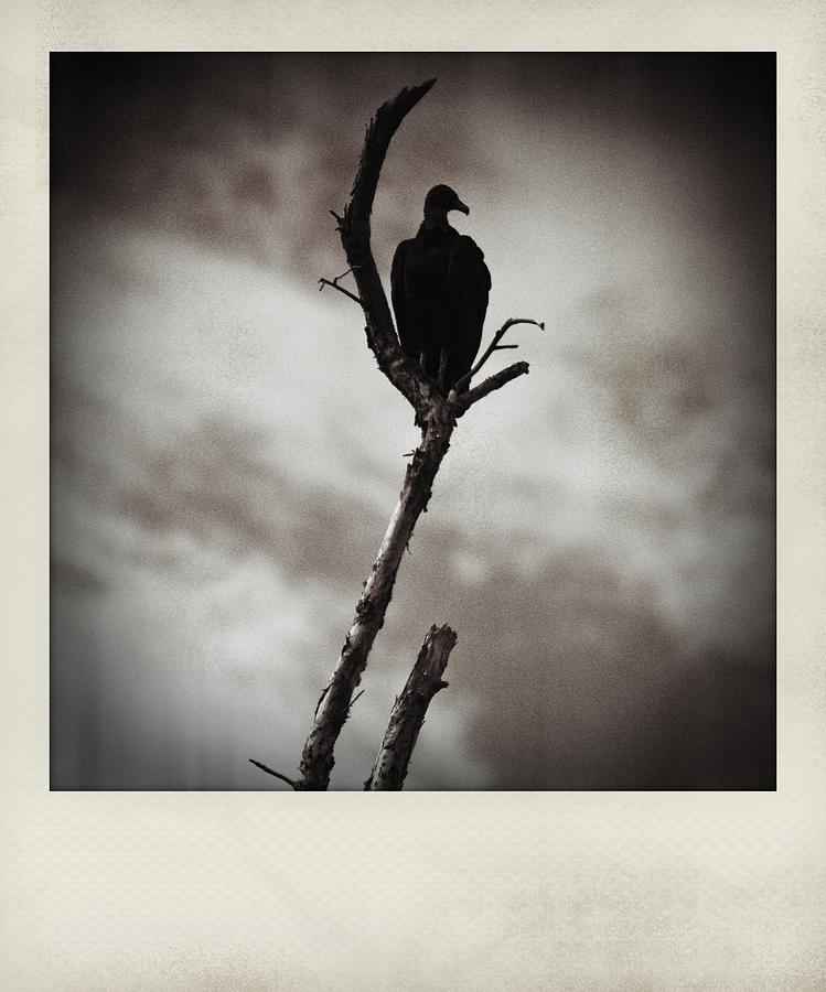 Vulture Polaroid Photograph by Bradley R Youngberg