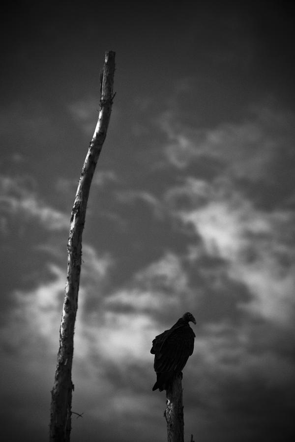 Vulture Portrait Photograph by Bradley R Youngberg