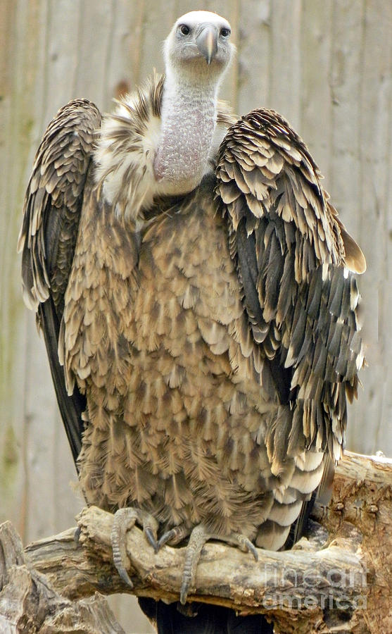 Vulture Portrait Photograph by Emmy Vickers