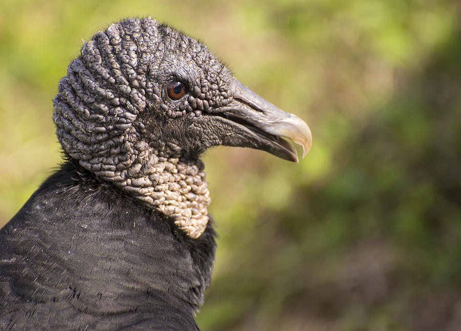 Vulture Portrait Photograph by Penny Lisowski