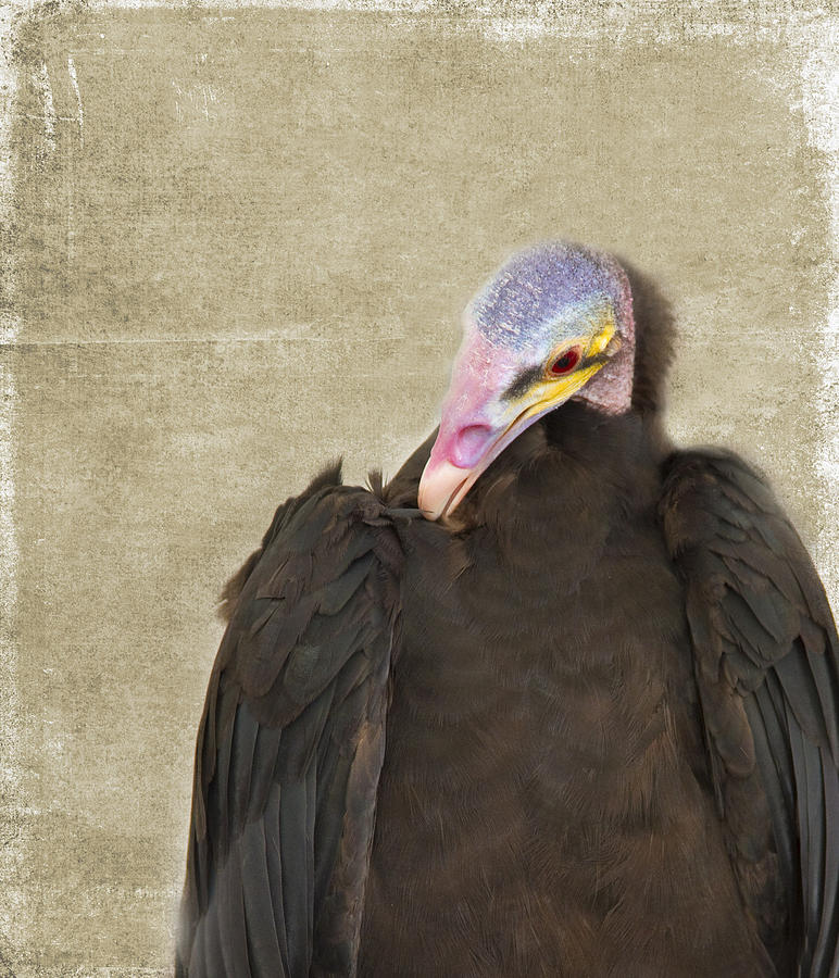 Vulture Photograph by Rebecca Cozart