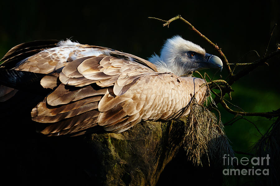 Vulture resting in the sun Photograph by Nick  Biemans