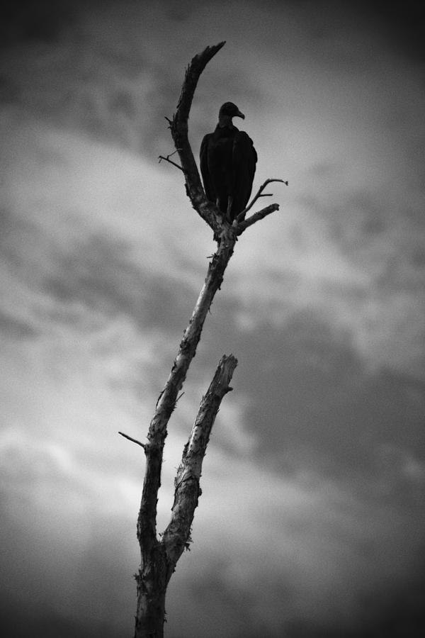 Vulture Silhouette Photograph by Bradley R Youngberg