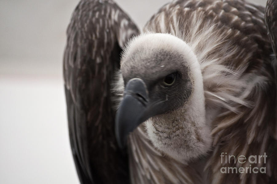 Vulture Photograph - Vulture by Steve Purnell