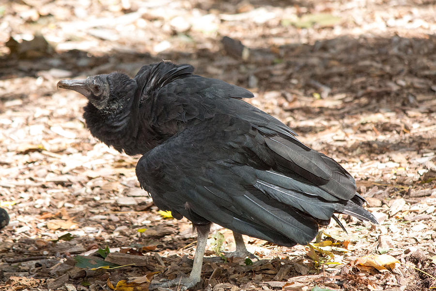 Vulture Photograph by Susan Jensen