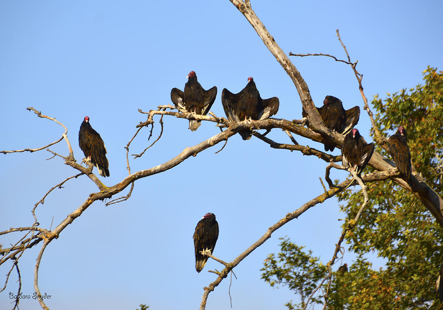 Vulture Tree Full of Buzzards Photograph by Barbara Snyder