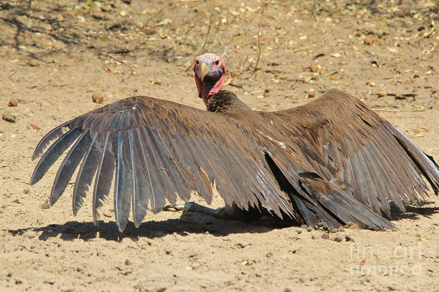 Wildlife Photograph - Vulture Wings by Andries Alberts