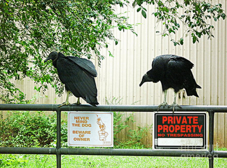 Vultures Guarding Property 1 Photograph by Renee Trenholm