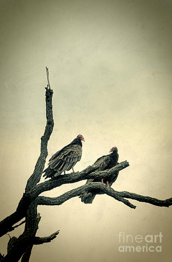 Vultures Photograph by Jill Battaglia