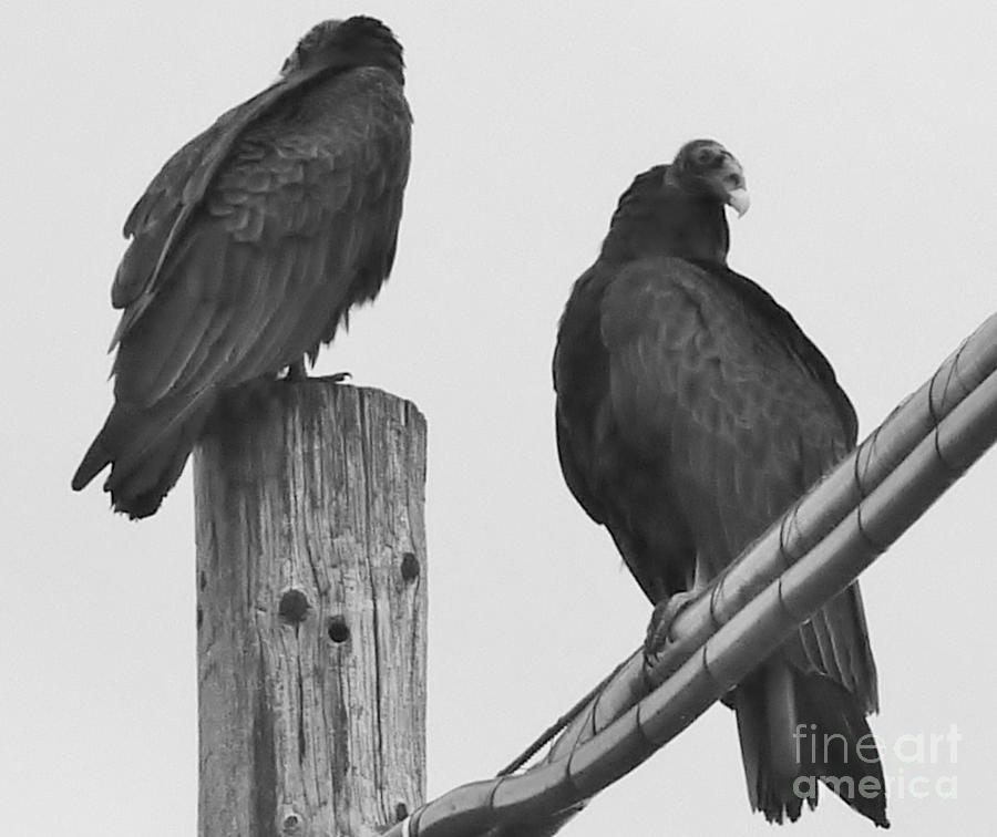 Vultures Landed Photograph by Susan Garren