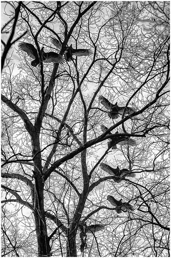 Seven Vultures Photograph by Louis Dallara