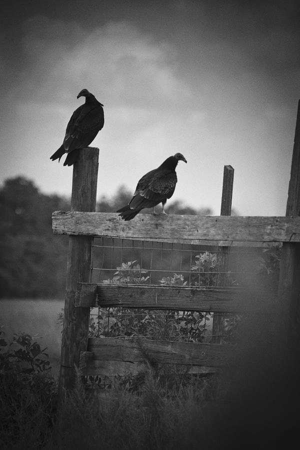 Vultures On Fence Photograph by Bradley R Youngberg