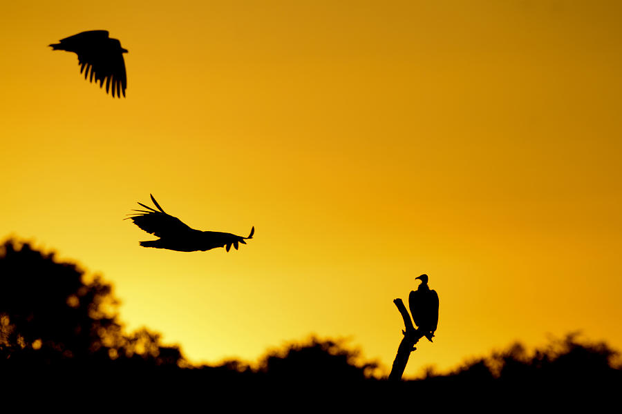 vultures Silhouette Photograph by Lyle Gregg - Fine Art America