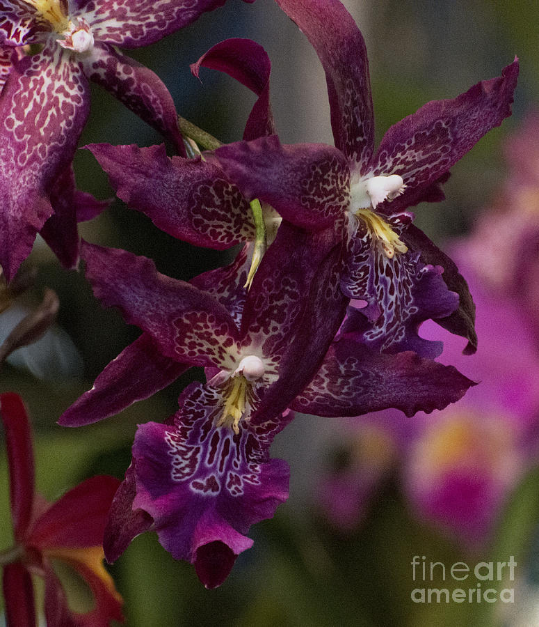 Purple Orchid Photograph - Vuylstekeara Orchid 4512 by Terri Winkler