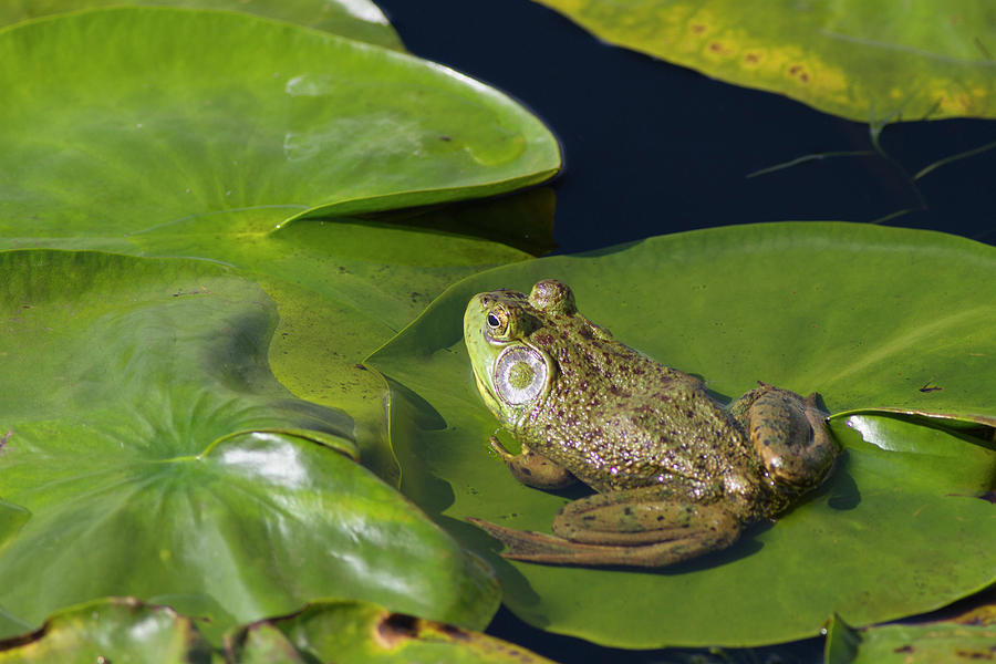 Nature Photograph - Wa, Juanita Bay Wetland, Bullfrog, Male by Jamie and Judy Wild