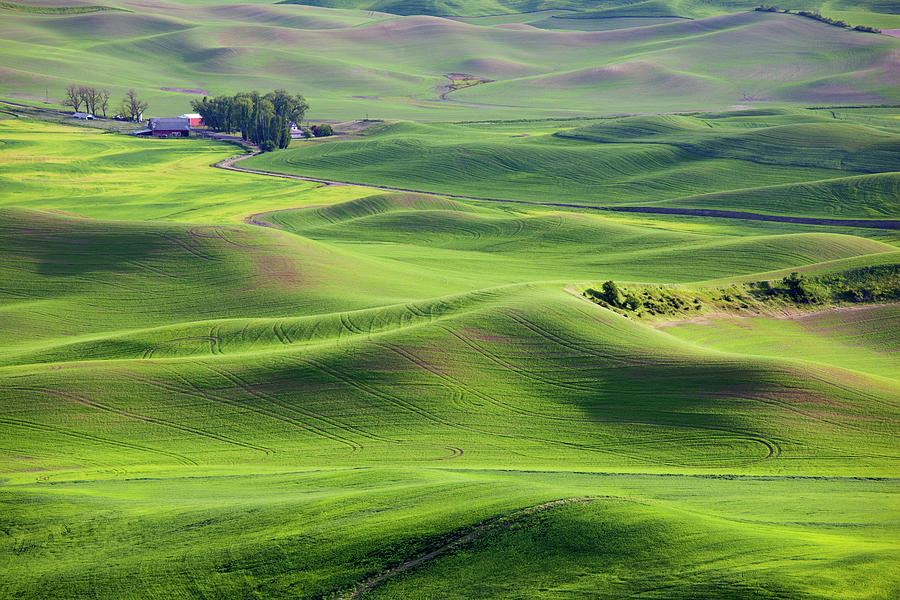 Wa, Whitman County, View Of Farmland Photograph By Jamie And Judy Wild 